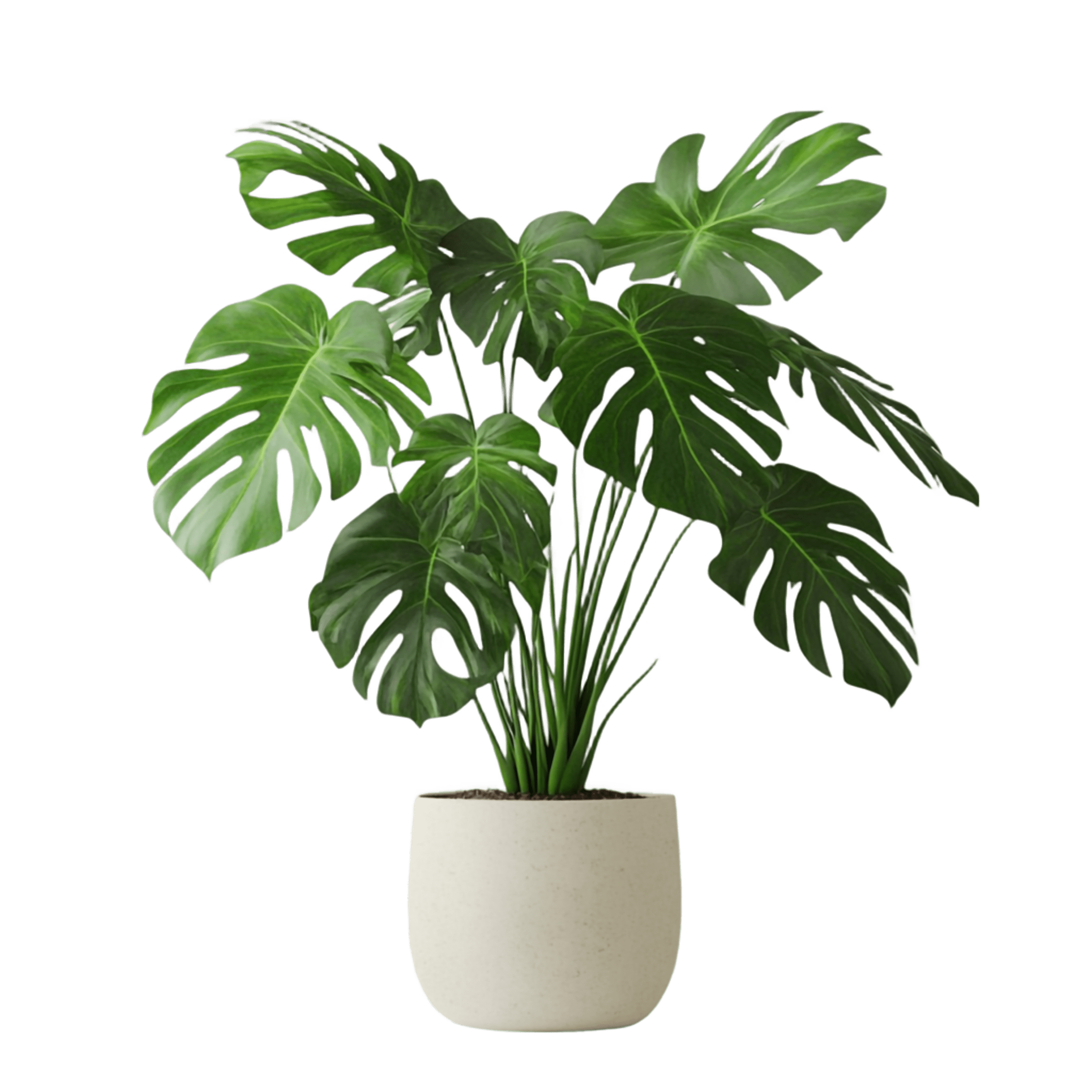 plant 1