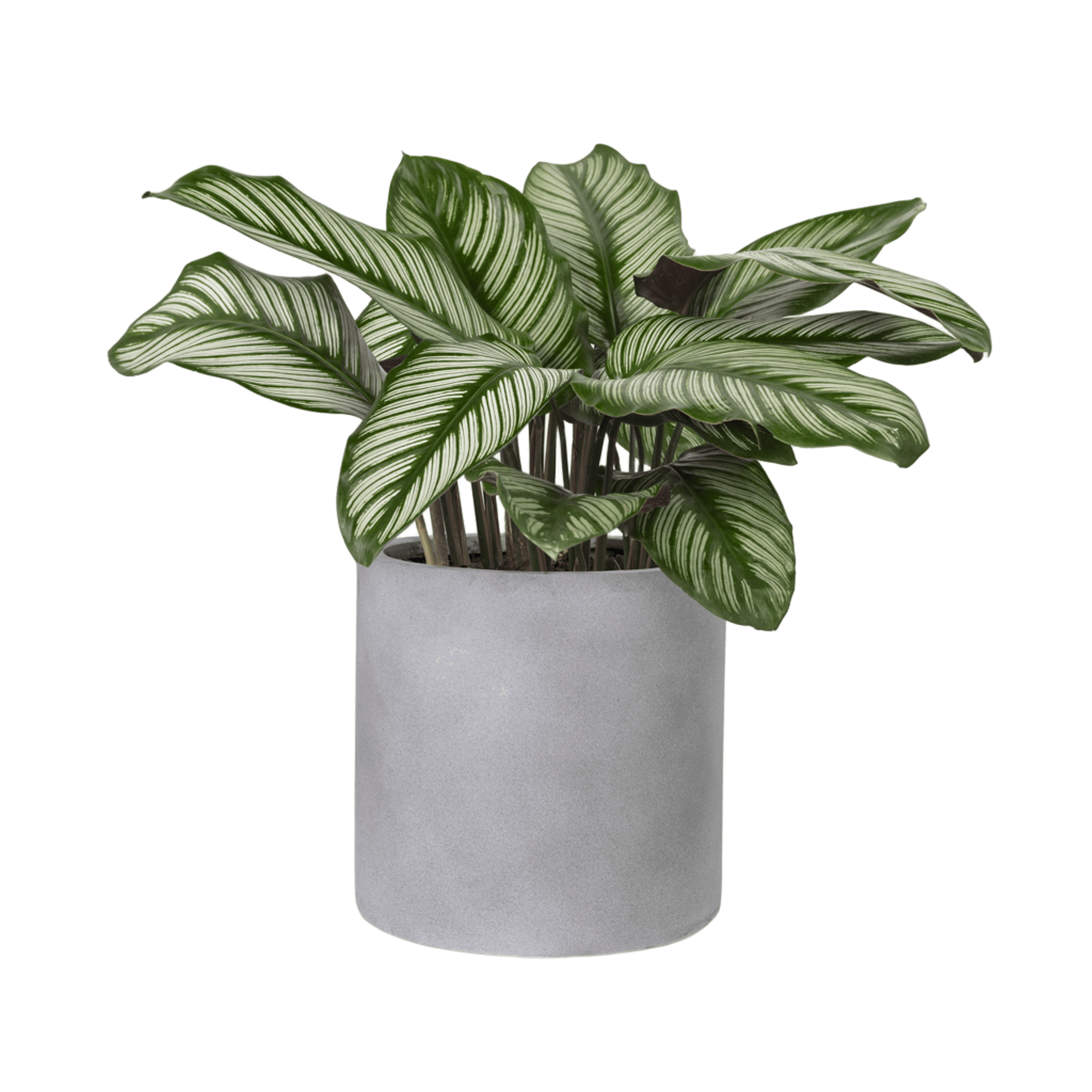 plant 2