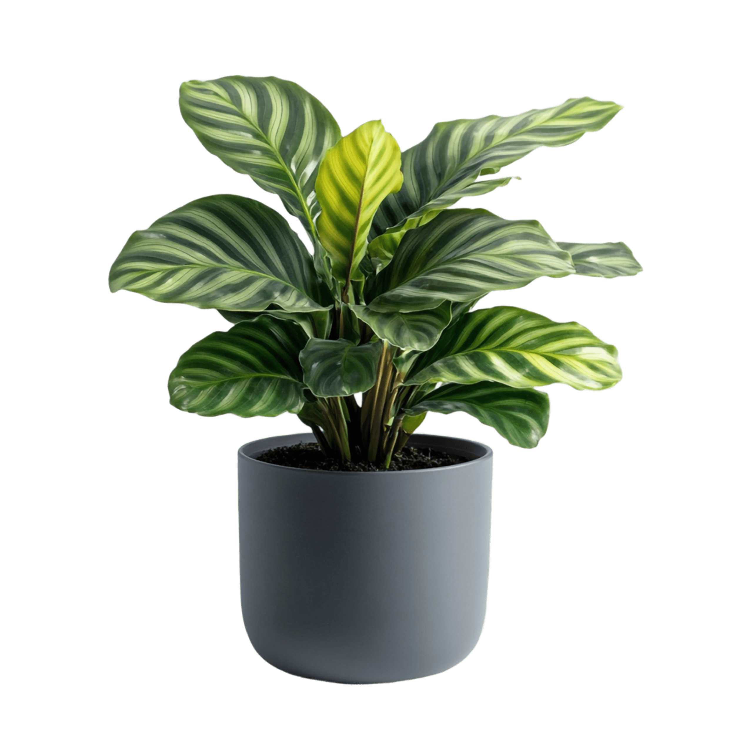 plant 3