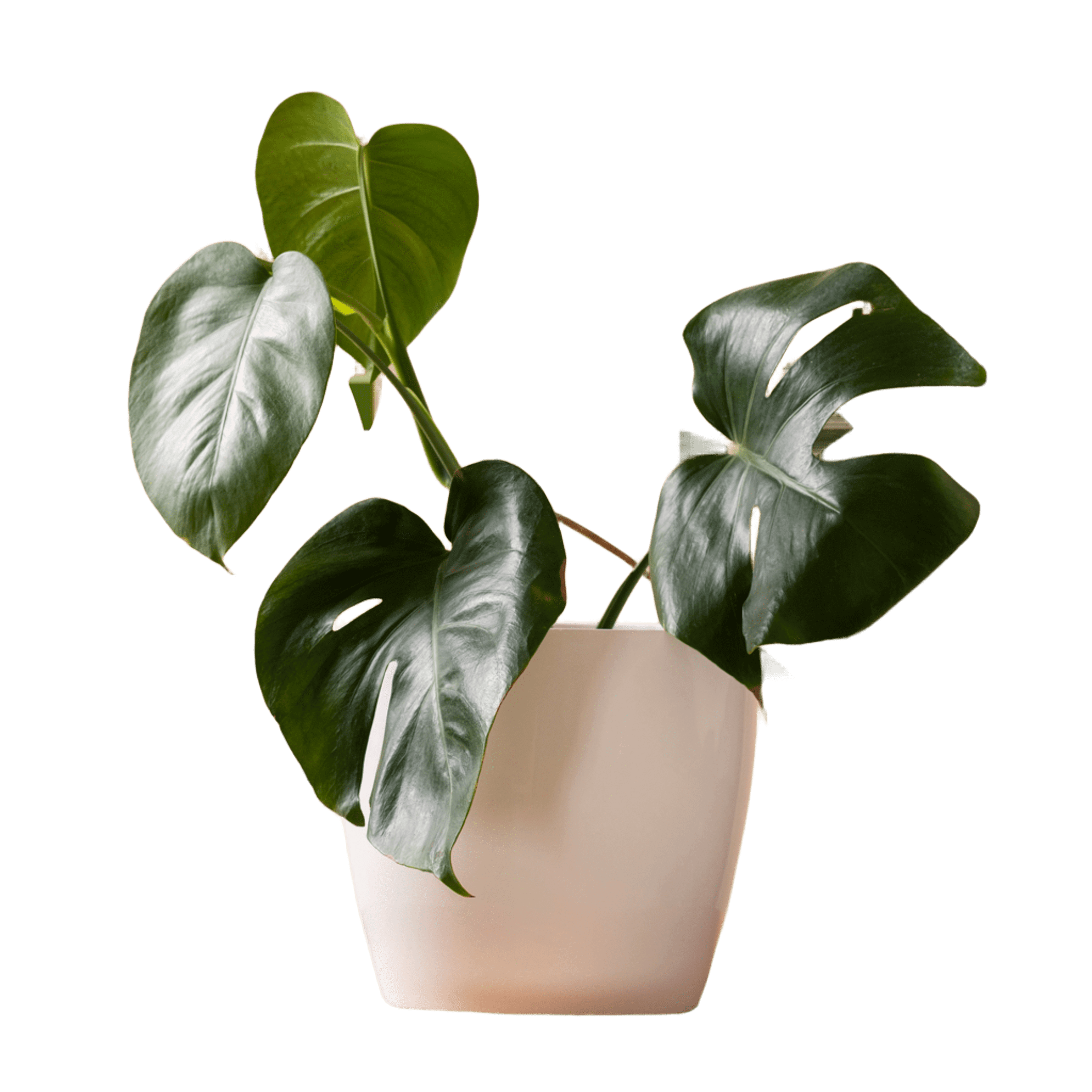 plant 4