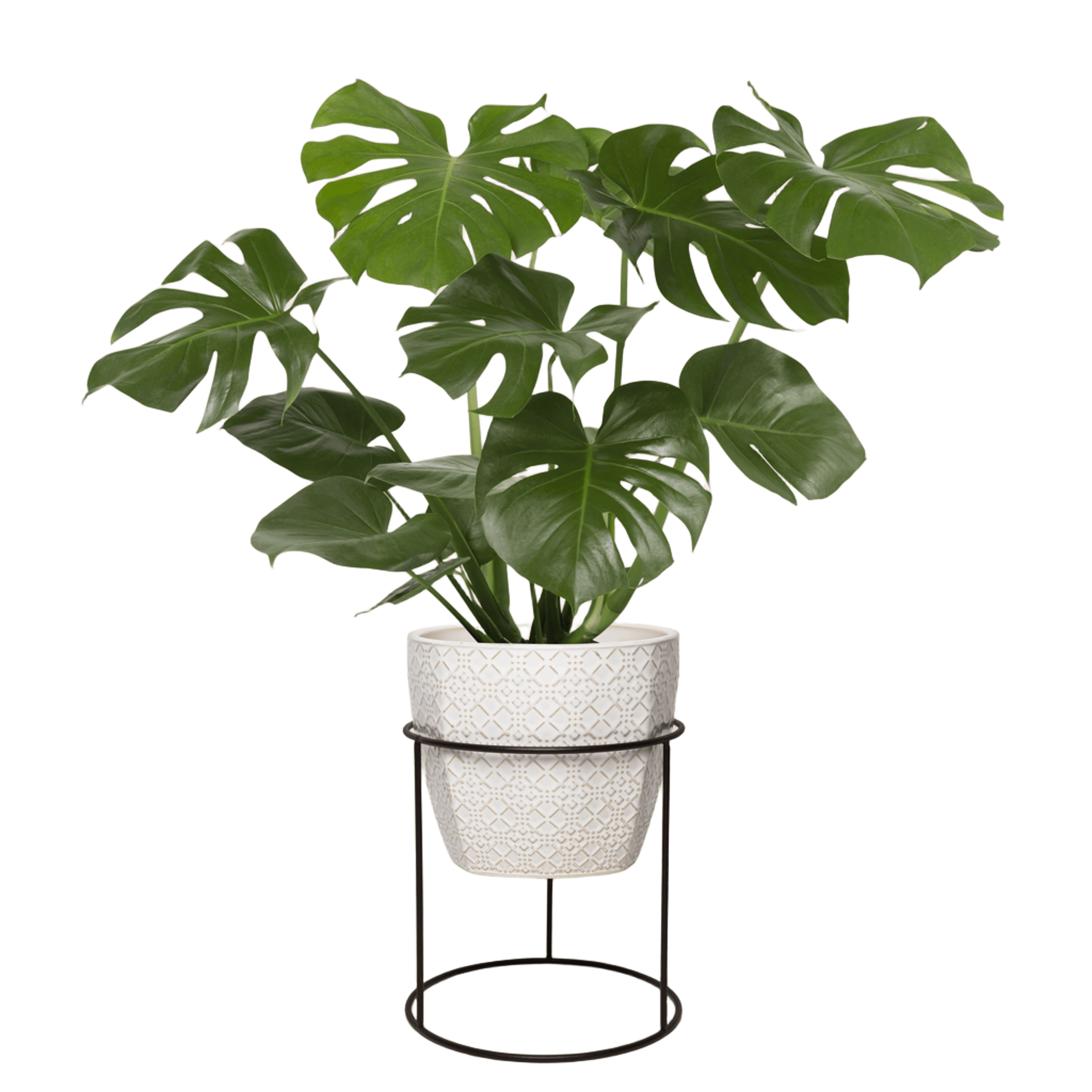 plant 5