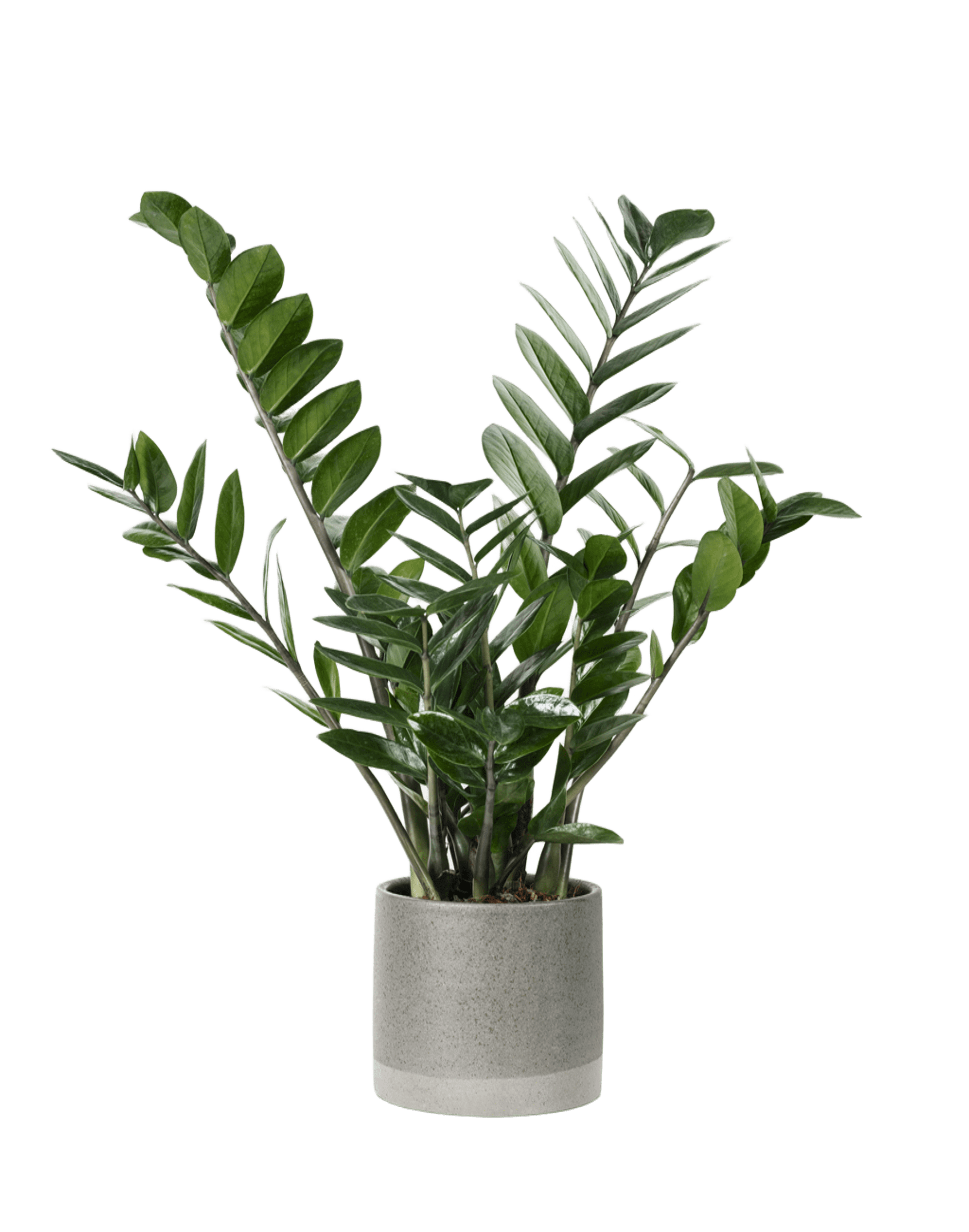 plant 6
