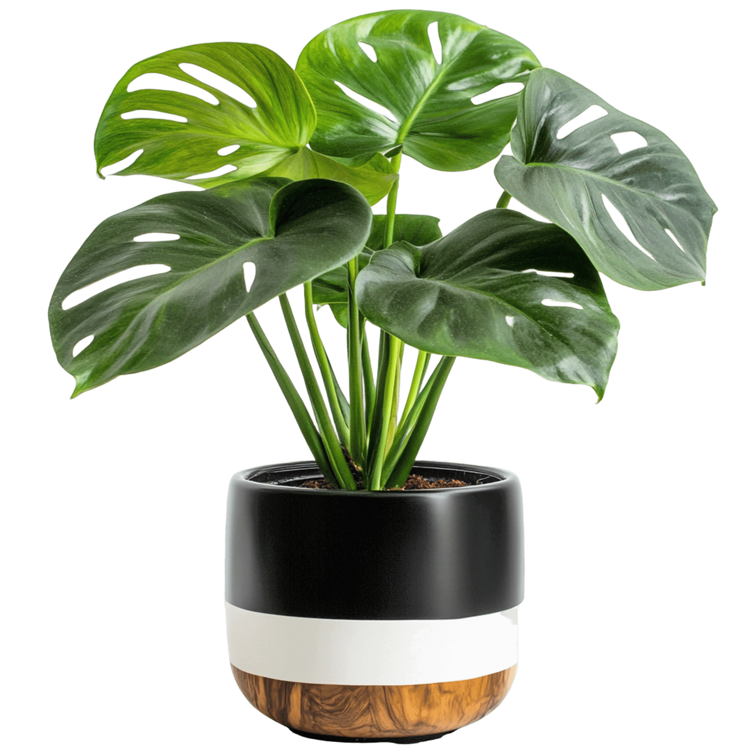 plant 8